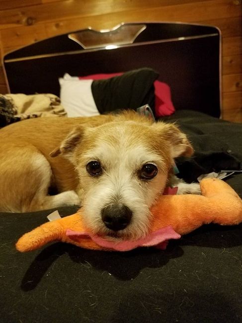 NWR: Name a weird/funny thing your pets do