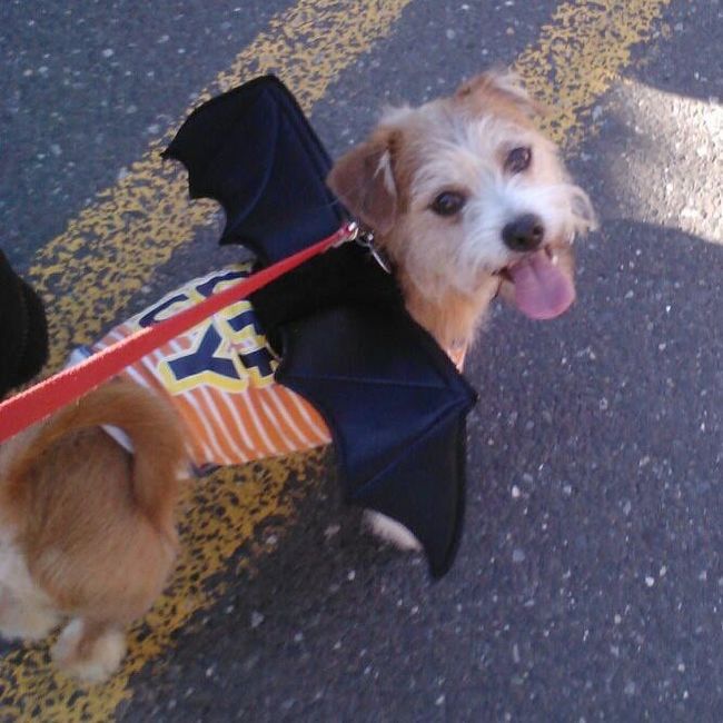 NWR: Do your pets celebrate Halloween?
