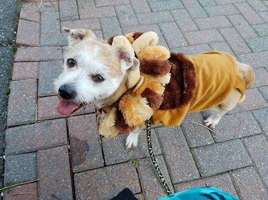 NWR Show us your Halloween Pets!