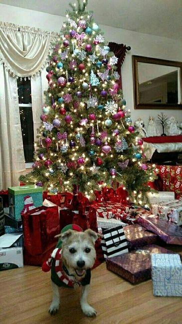 NWR-show me your Xmas trees
