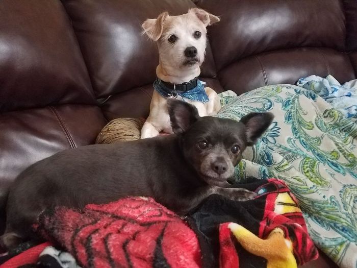 Today is National Pet Day! Let's see those fur babies :)