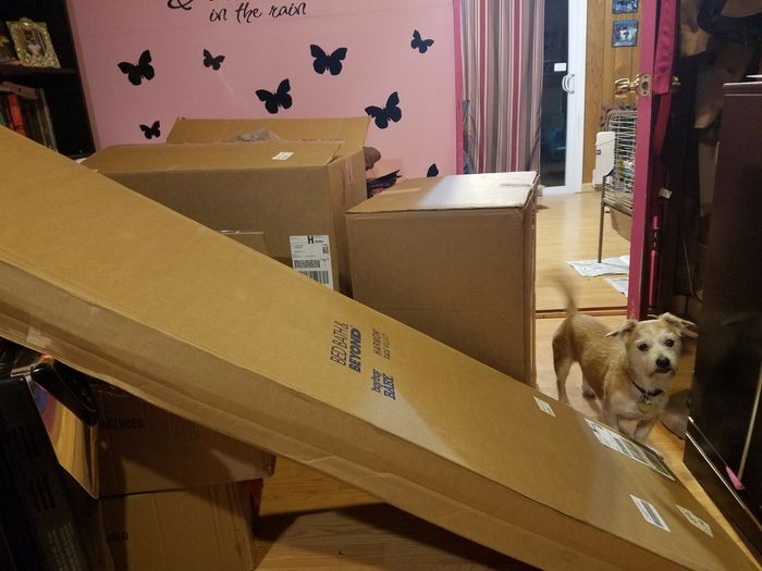 My cute dog and wedding presents!