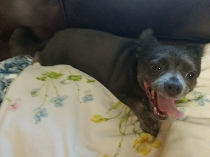 NWR: My dog had a seizure