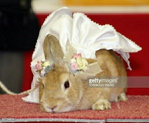 Wedding dress sizes?