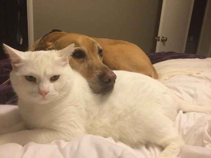 NWR Show me your furbabies