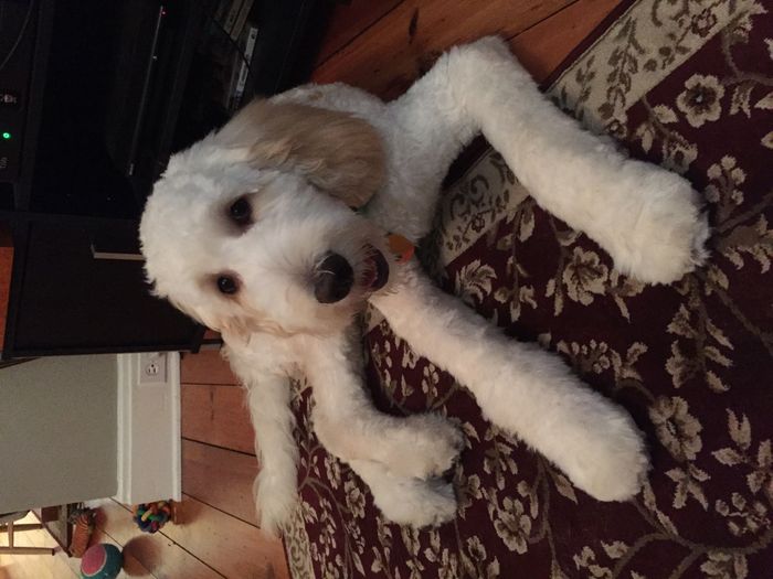 NWR: I got an early birthday present! It's a girl..puppy