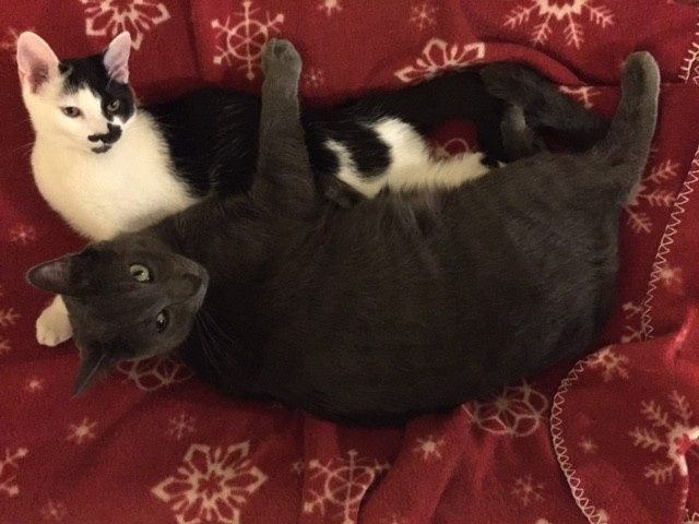 NWR: longest week ever. Need kitten pictures