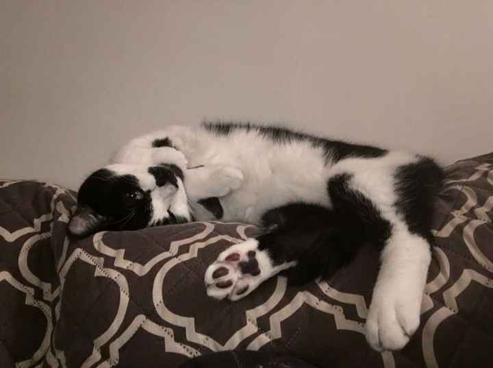 Let me see those fur babies!