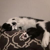 Let me see those fur babies!