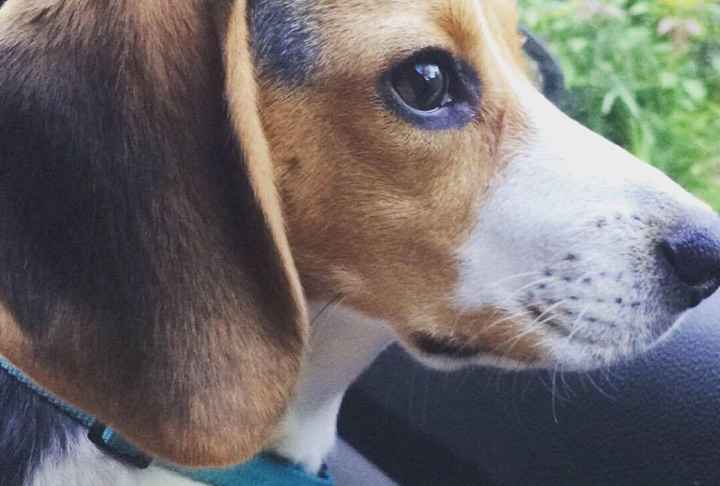 NWR: furbabies. We love our Jolly Ball!