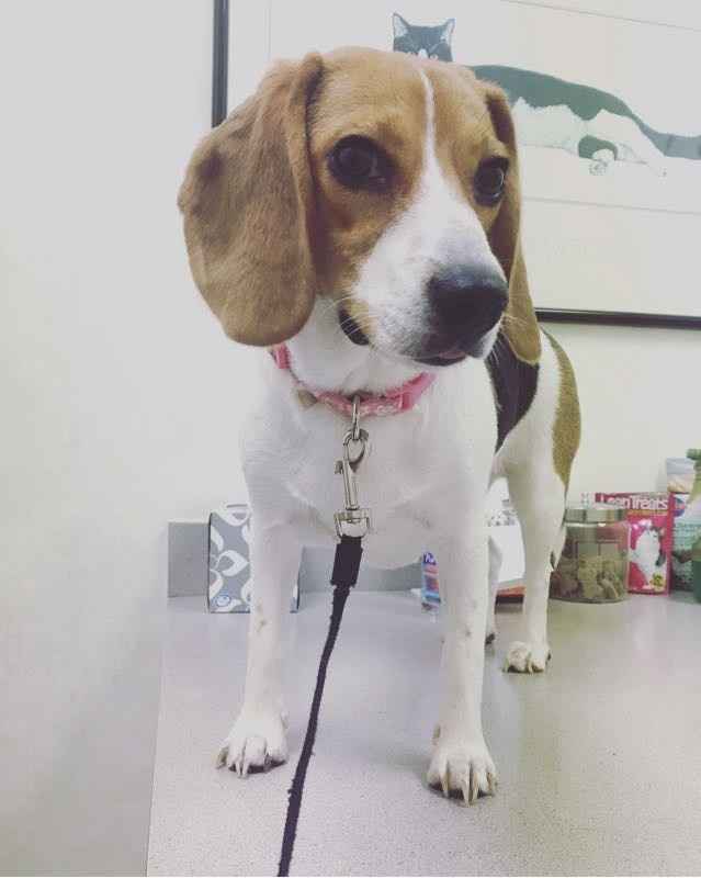 NWR: National Dog Day!