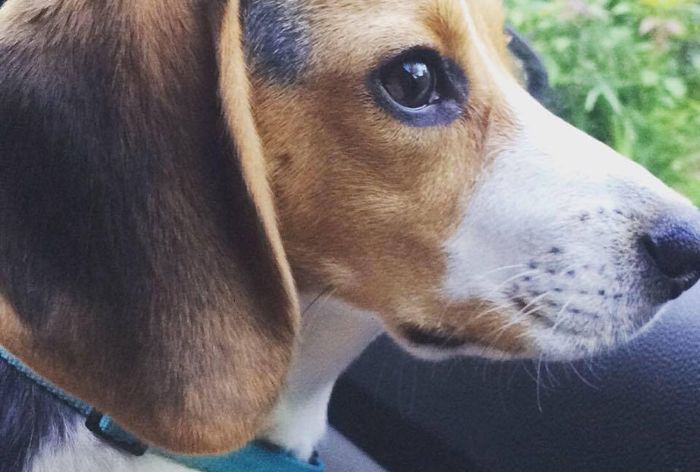 Four legged kids at wedding--Show me yours!!!