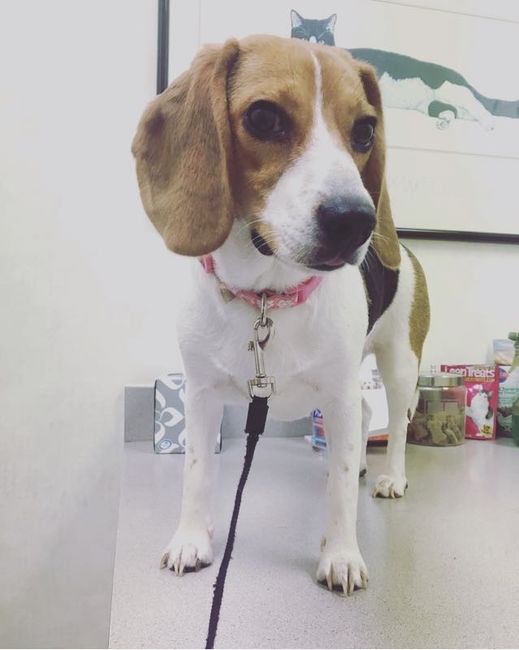 NWR: National Dog Day!