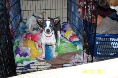 Furbabies!!! Lets show them off!