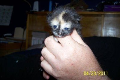 Furbabies!!! Lets show them off!