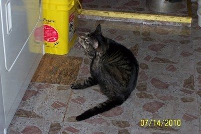 Furbabies!!! Lets show them off!