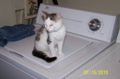 Furbabies!!! Lets show them off!