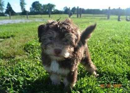 NWR- Puppy fever