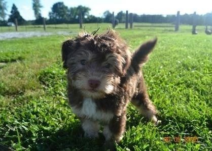 NWR- Puppy fever
