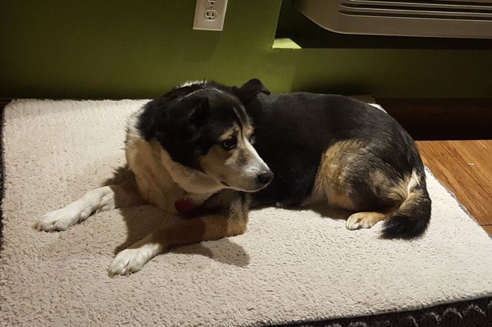 Spinoff: Show us your rescues!