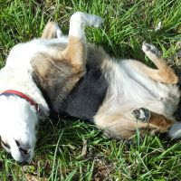 Spinoff: Show us your rescues!