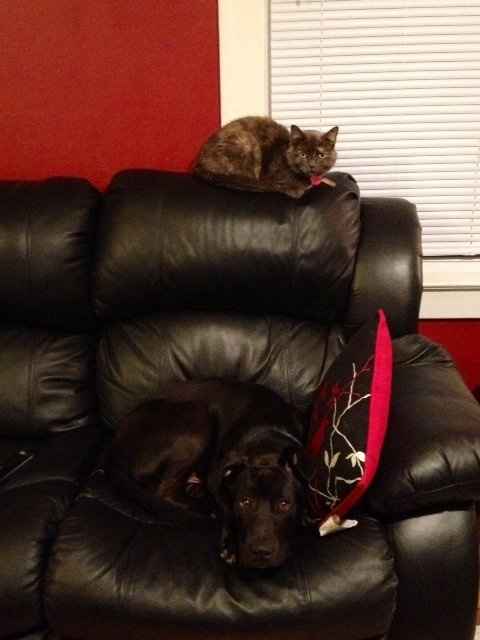 Spin off for animal lovers, happy thread