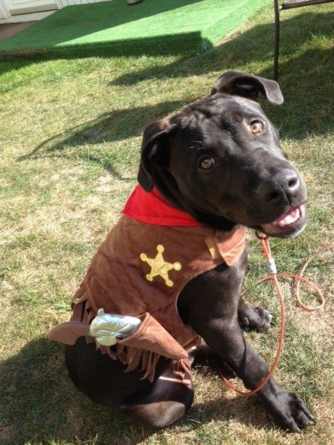 PUPPY AT WEDDING?