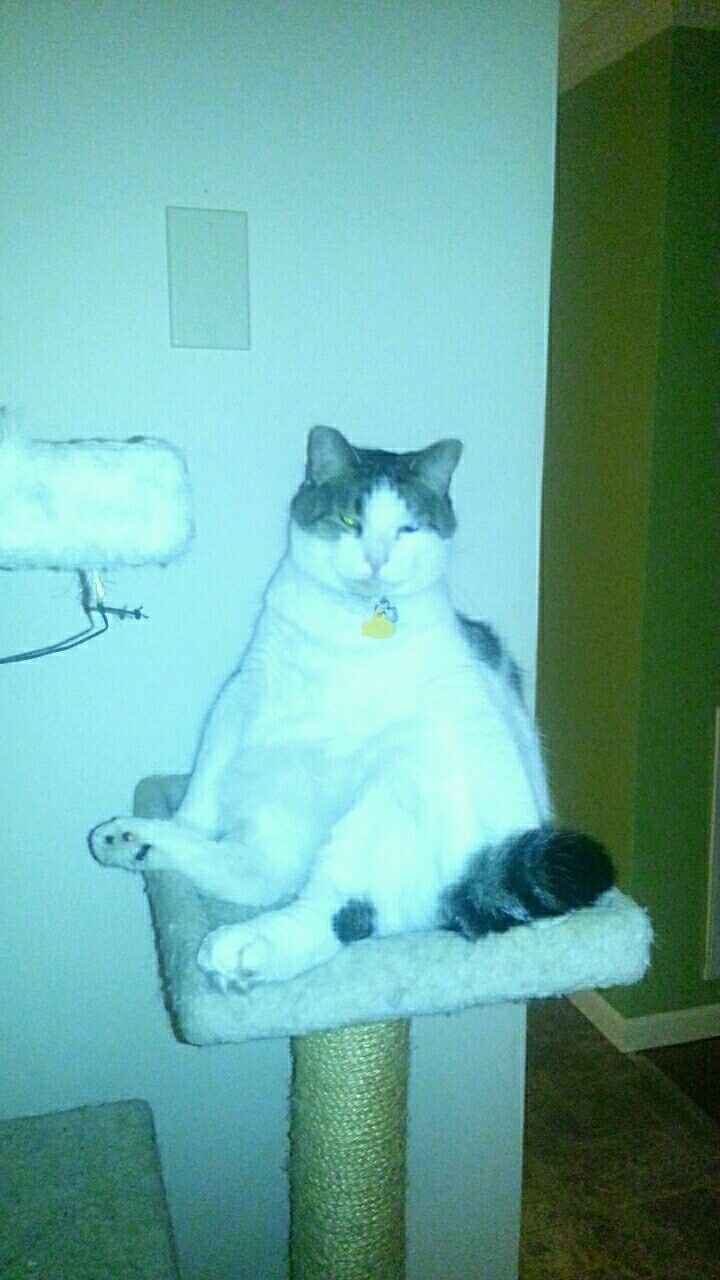 NWR: Saying Goodbye to My Kitty