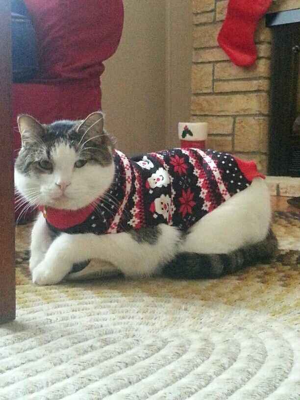 Pet PSA: No Holiday Plants!!!!!