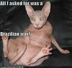 Brazilian?