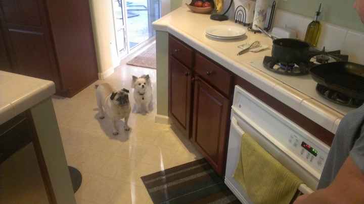 #petlife - pet memes & furbaby pictures!