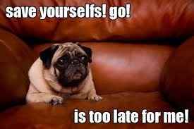 #petlife - pet memes & furbaby pictures!
