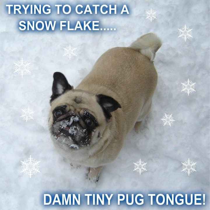 #petlife - pet memes & furbaby pictures!