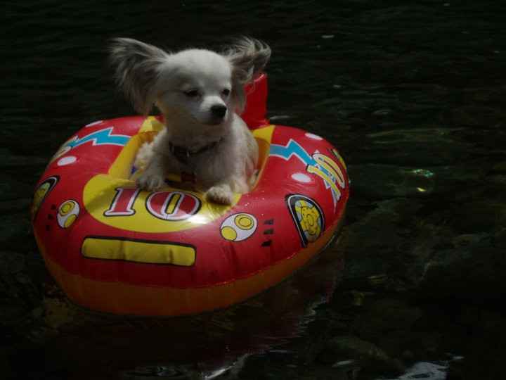 #petlife - pet memes & furbaby pictures!