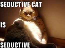 NWR:  cat meme time!
