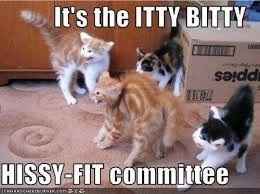 NWR:  cat meme time!