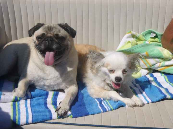 NWR Happy Fursday! Show me your fur babies!