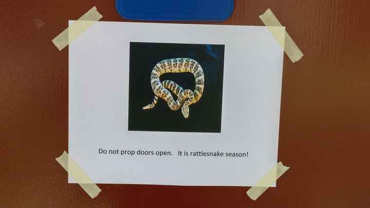 NWR: Rattlesnake!