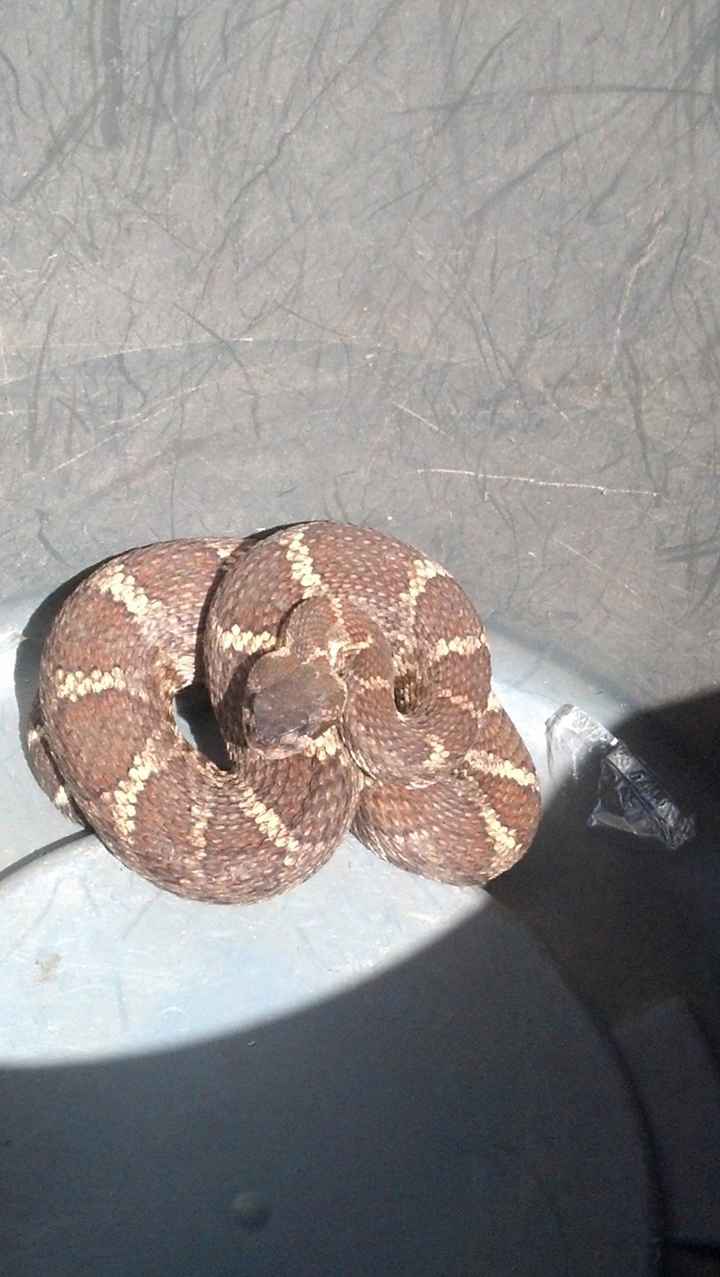 NWR: Rattlesnake!