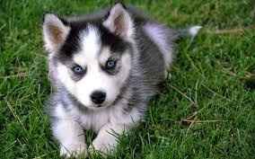 NWR: Pet insurance