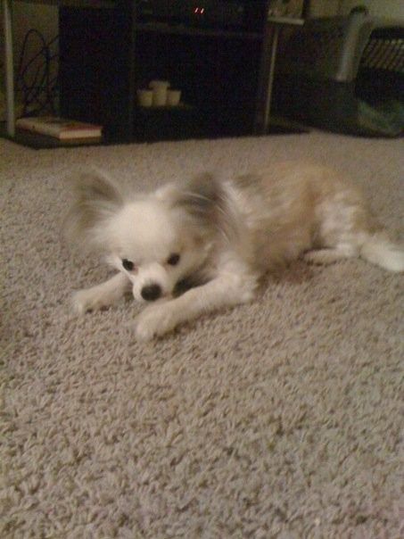 We havent had a pet post in a minute.