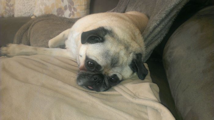We havent had a pet post in a minute.