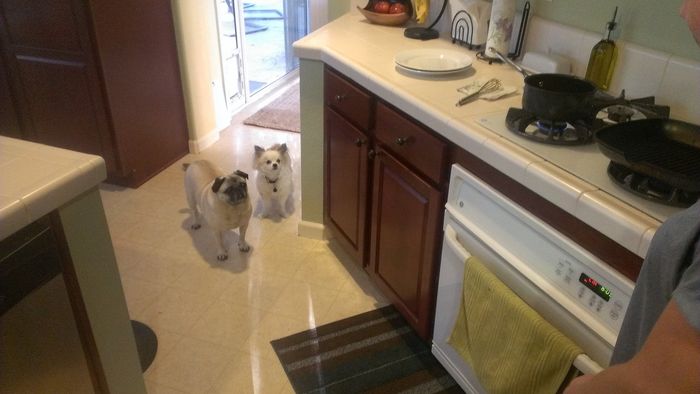 #petlife - pet memes & furbaby pictures!