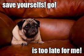 #petlife - pet memes & furbaby pictures!