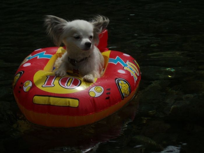 #petlife - pet memes & furbaby pictures!