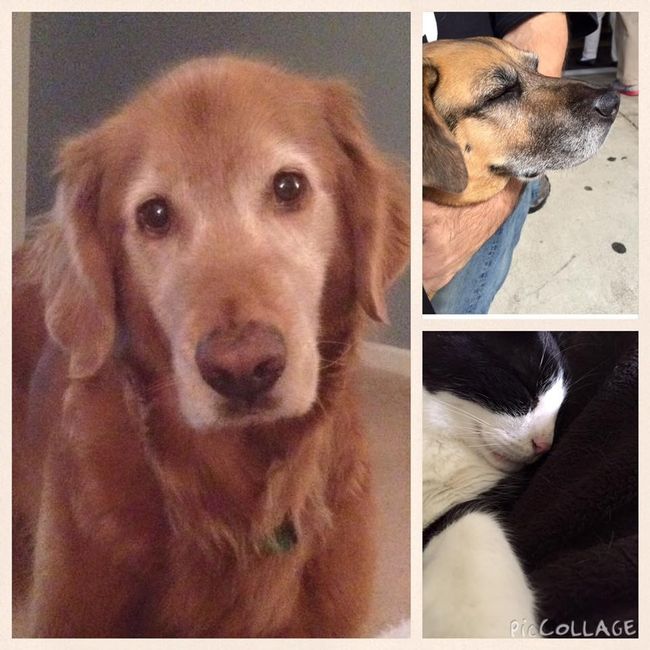 NWR: Puppybowl! And Fur Babies!