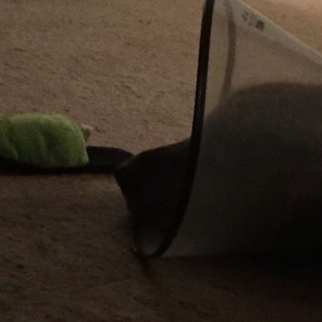 NWR: My poor pup