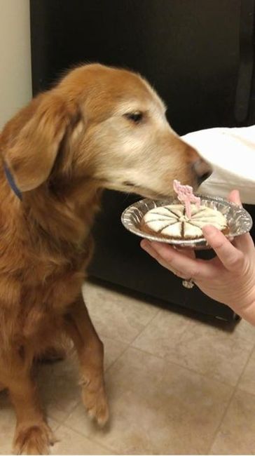 NWR: My poor pup