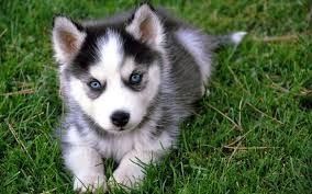 NWR: Pet insurance