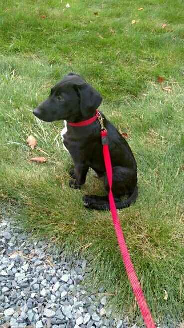 NWR: FINALLY GOT A PUPPY!!!